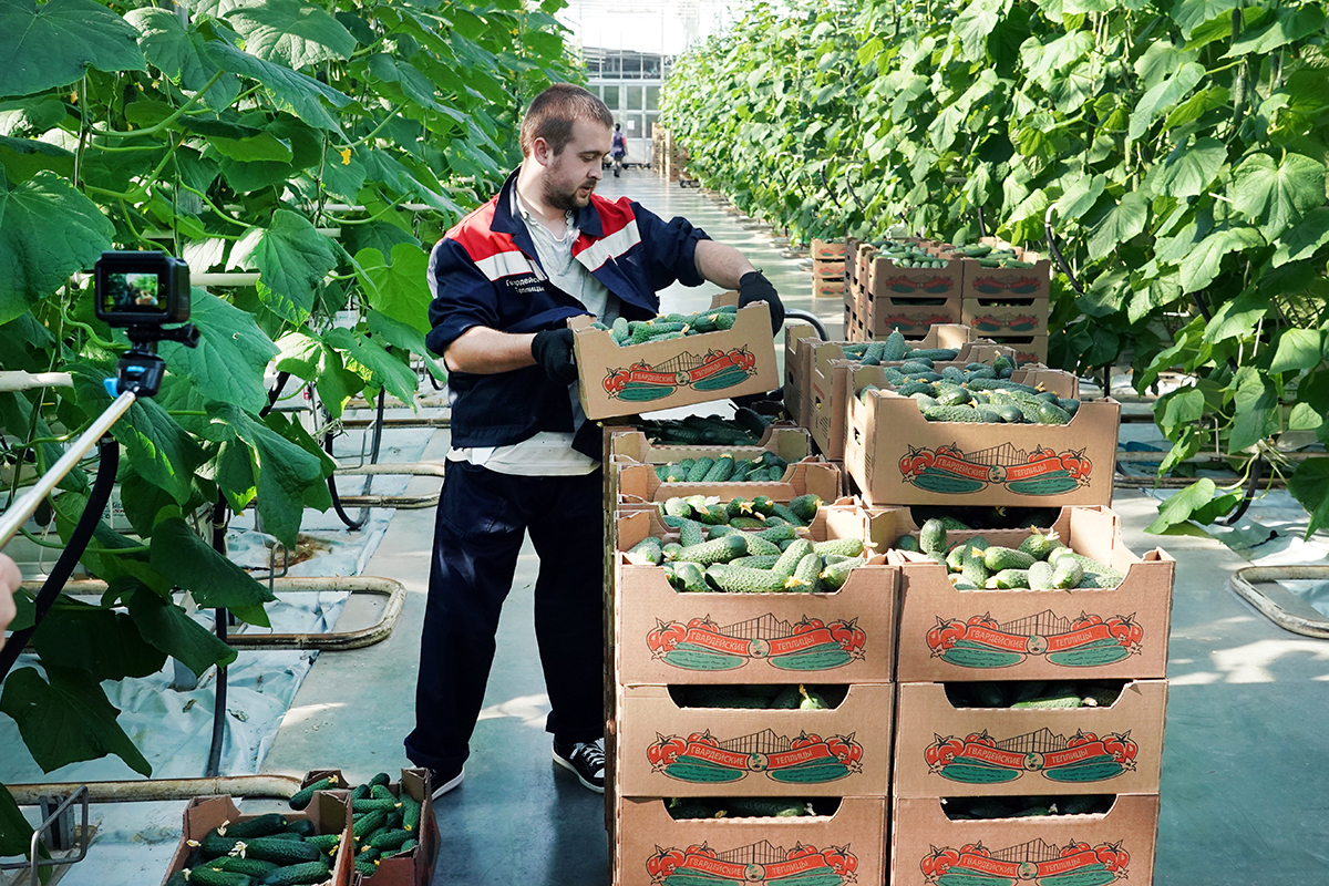 Правдинск возглавил рейтинг сельхозпроизводства в Калининградской области