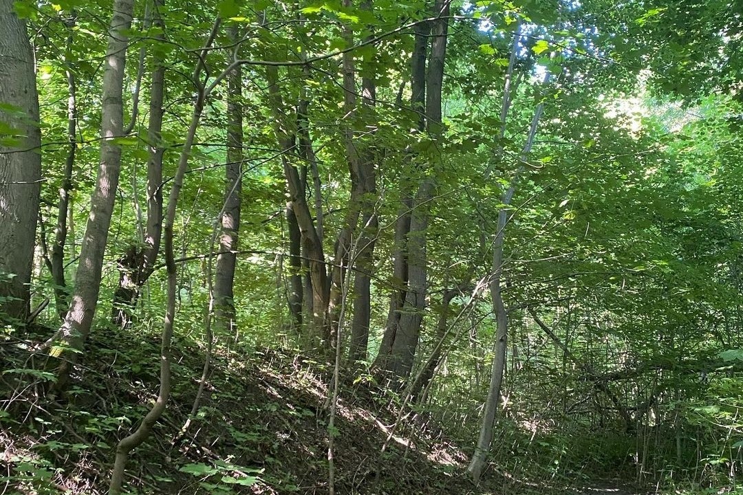 Суздальский парк в калининграде фото