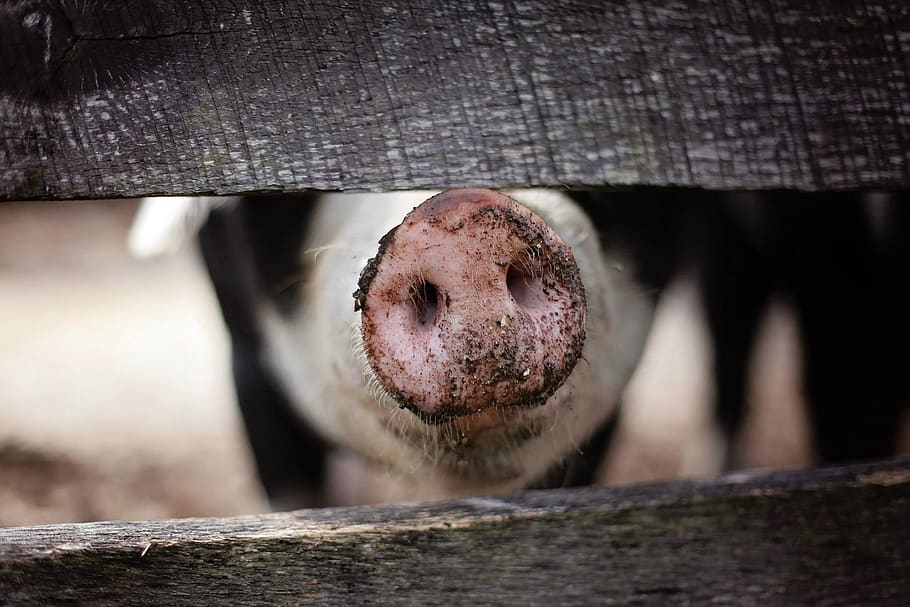 В Калининградской области сняли карантин по африканской чуме свиней