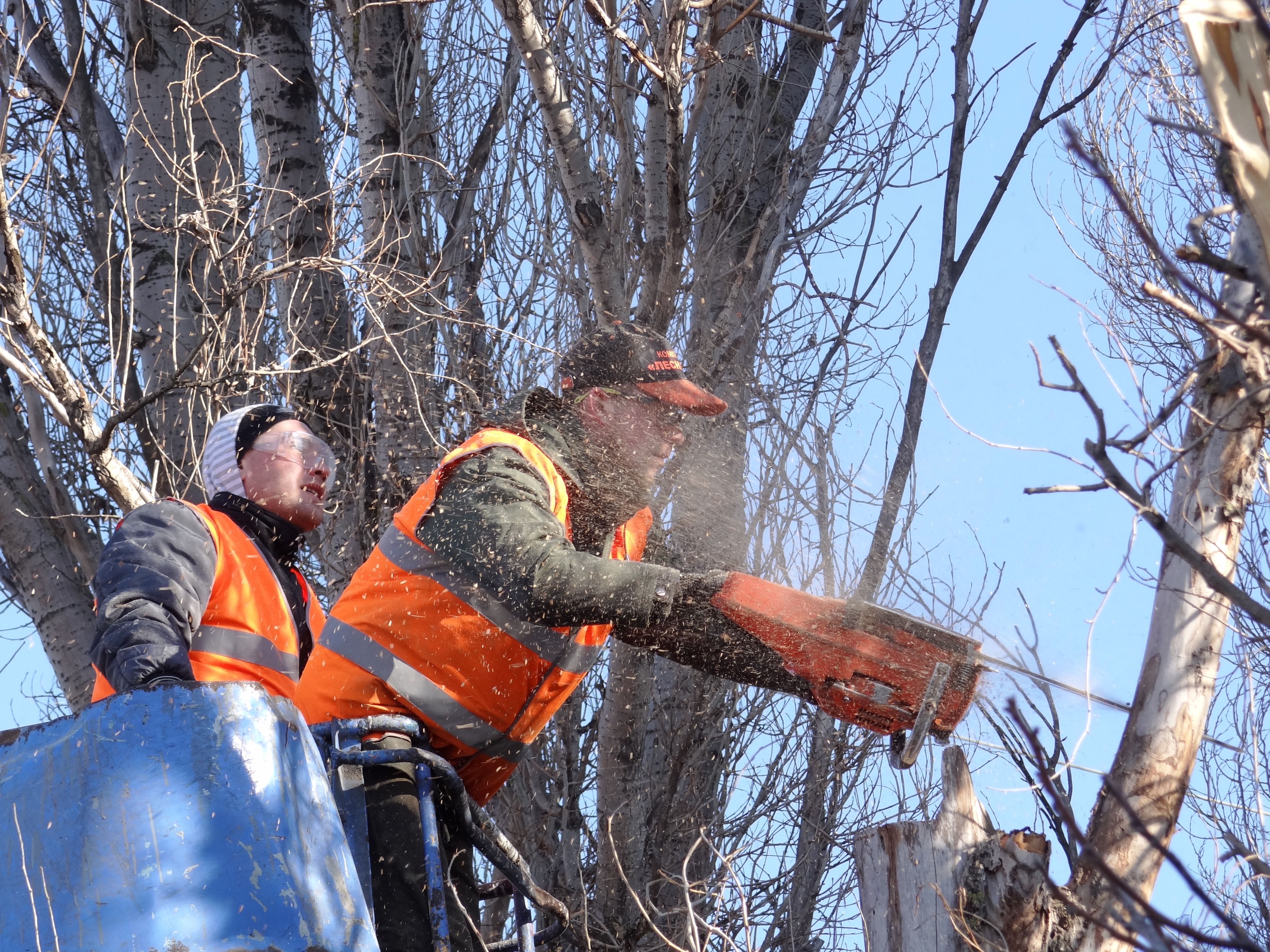 Леонид Шибаев: В Пионерском активно сносят аварийные деревья