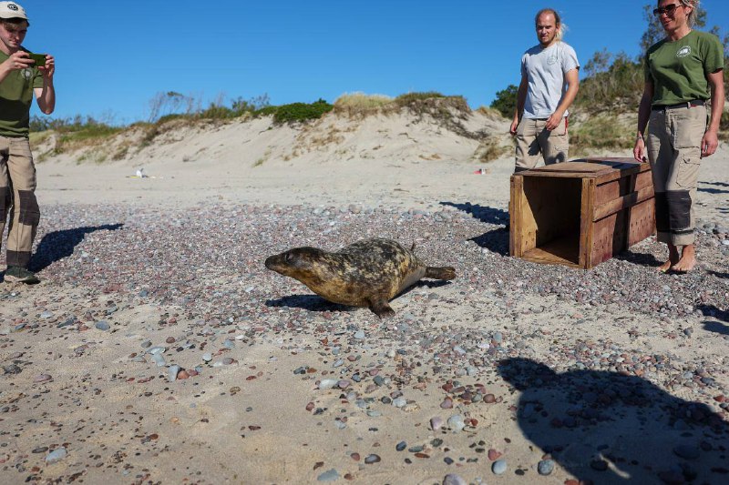 На Куршской косе выпустили в море спасенного весной тюленя