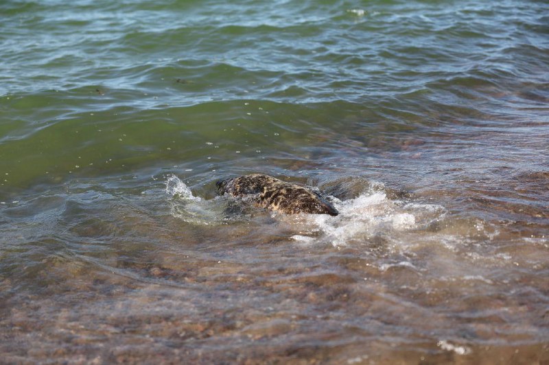 Калининградцы смогут поучаствовать в подсчете тюленят на побережье