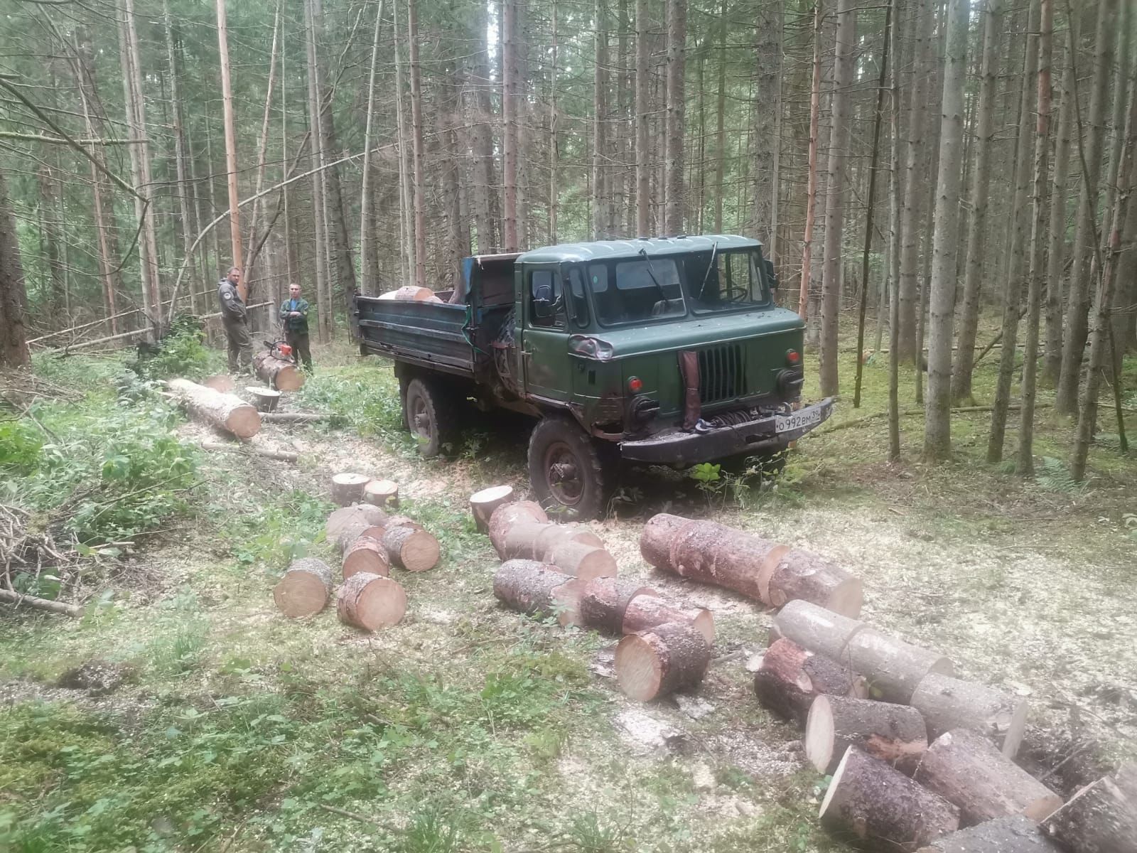 В нацпарке «Виштынецкий» задержали чёрных лесорубов