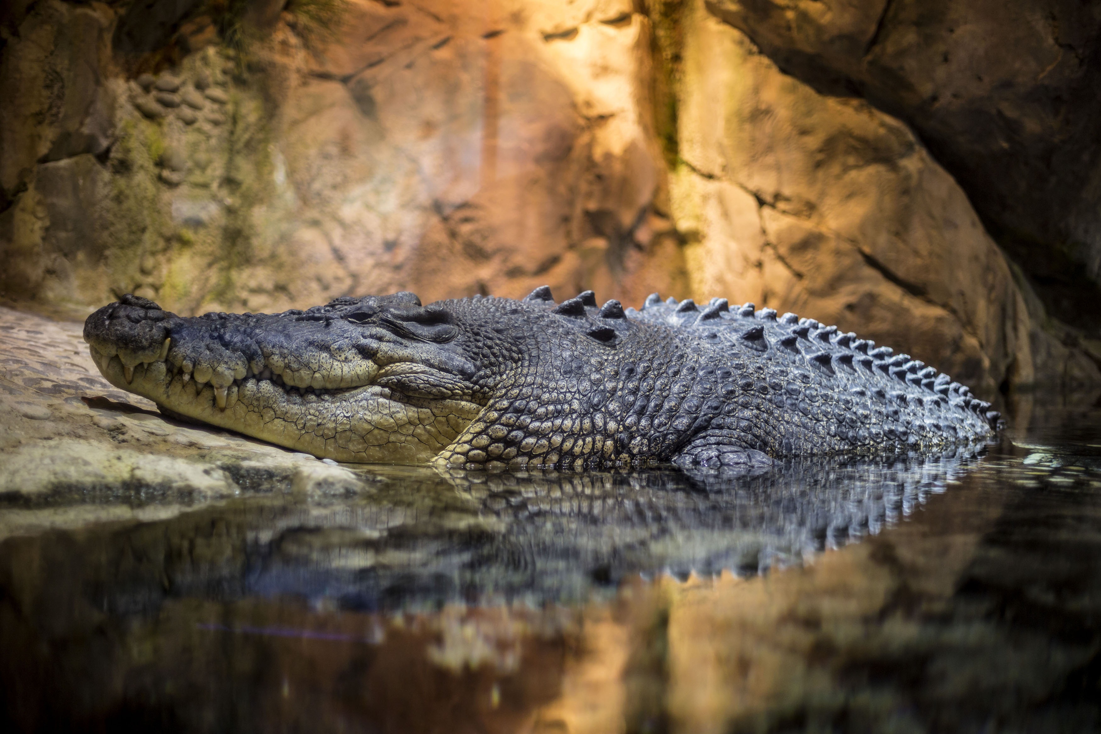В Калининградском зоопарке собираются обустроить площадку для наблюдения за крокодилами