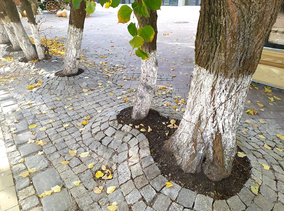 В Зеленоградске подрядчик замуровал деревья на Курортном проспекте в плитку