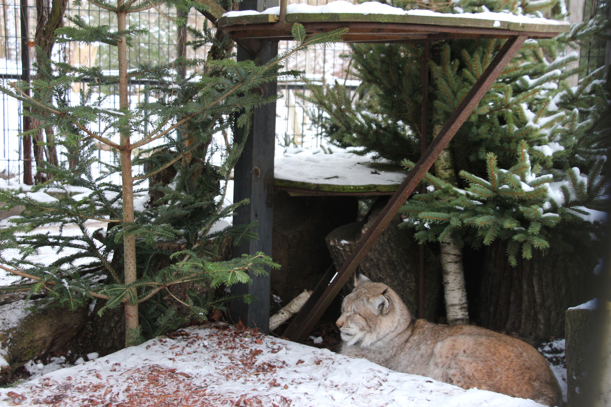 Калининградскому зоопарку подарили 500 непроданных живых елей