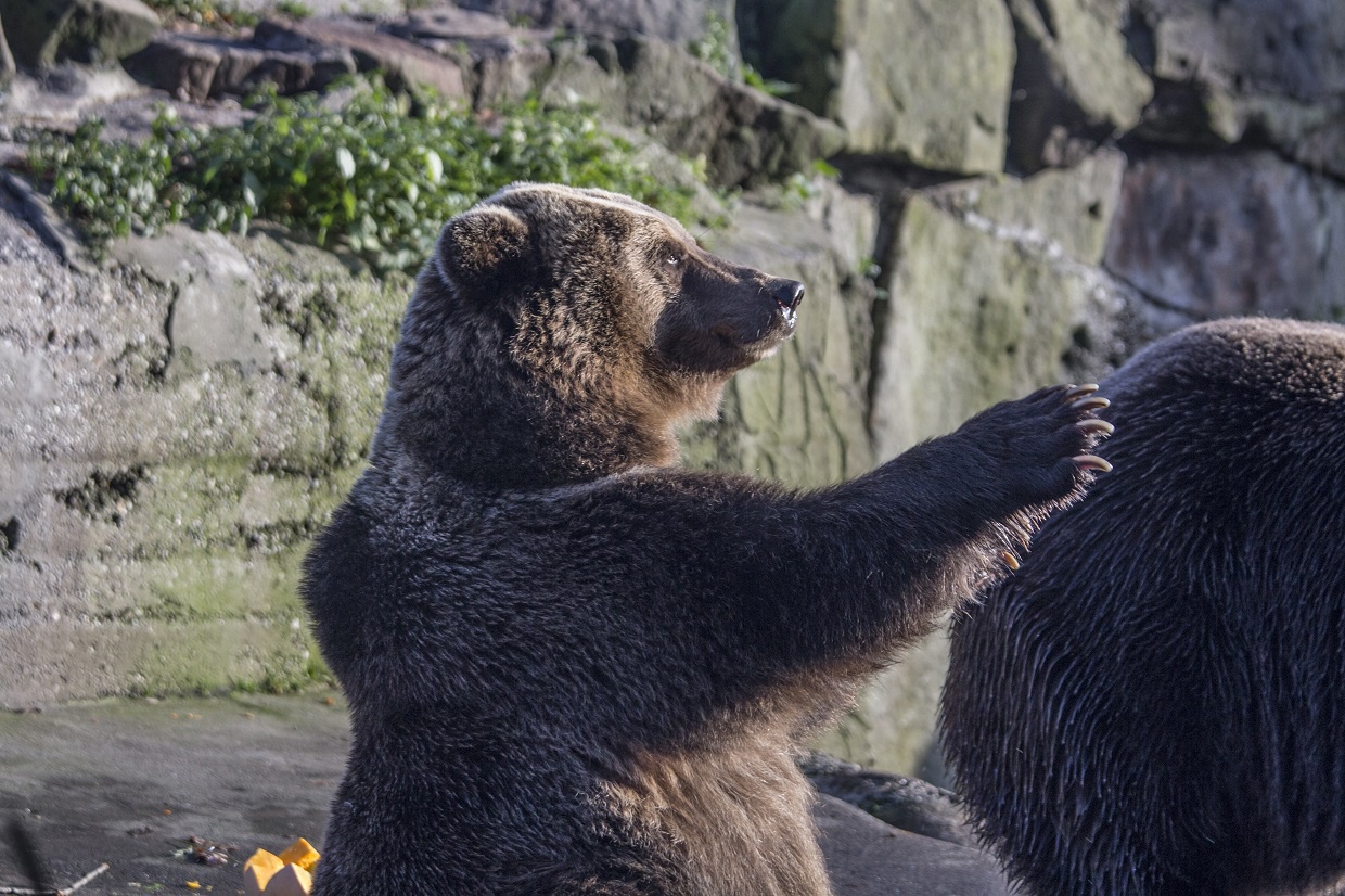 В Калининградском зоопарке медведя Фиму поздравили с 18-летием